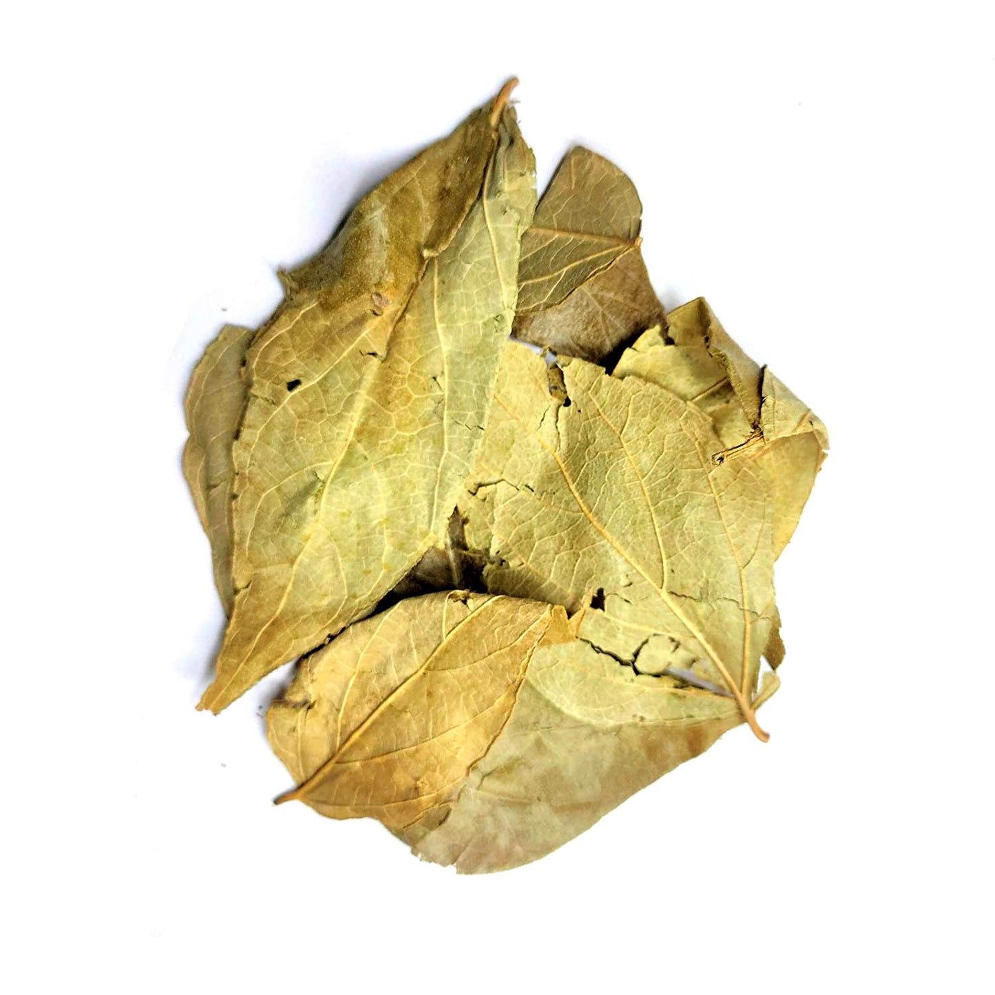 Harshringar Patta - Parijat Patta - Parijaat Leaves  - Nyctanthes Arbor-Tristis - Night Jasmine (100 Grams)